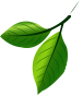 ecogreen