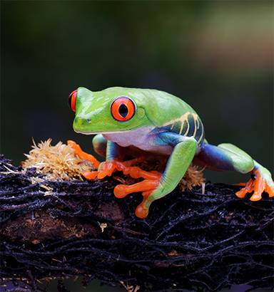 ecogreen