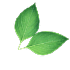 ecogreen