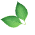 ecogreen